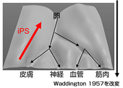 東工大、iPS化などを表す「地形」を細胞内にプログラミングすることに成功