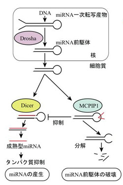 東大、miRNAがRNA分解タンパク質「MCPIP1」で調節されていることを発見