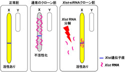 理研、遺伝子改変なしにクローンマウスの出生率を10倍に高めることに成功