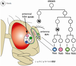 理研など、多様な嗅覚神経細胞が生みだされる機構を解明 