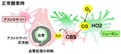 JSTなど、一酸化炭素が低酸素時の脳のエネルギー代謝を維持する機構を発見