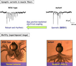 遺伝研、ニューロンの活動が散発的な胎児期でも運動が可能になる機構を解明