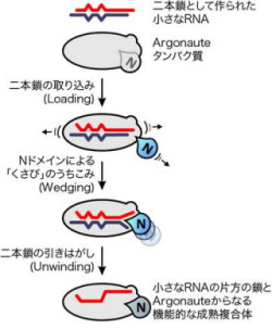 東大、タンパク質「Argonaute」が小さなRNAの2本鎖を引きはがすことを発見