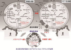 生命の誕生は熱水環境? 