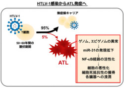 東大、「成人T細胞白血病」細胞の増殖と生存のメカニズムの一端を解明