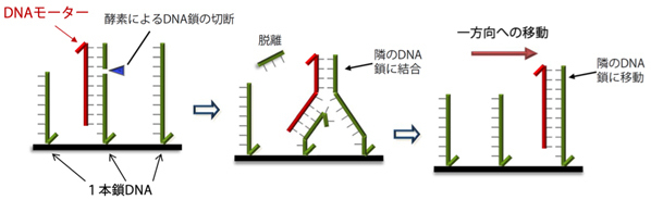 image:京大、分子モーターの進行をナノスケールで制御することに成功