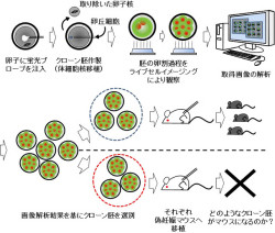 クローン作製の成功率の低さは染色体分配異常が原因の1つ 