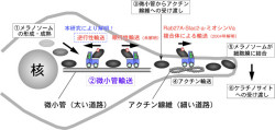 白髪が黒髪へ? 