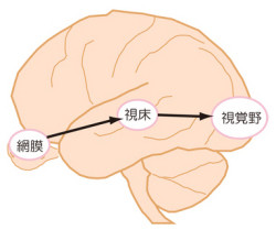 生理研、眼からの多量な視覚情報を「外側膝状体」が取捨選択していると解明