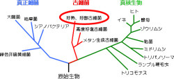 理研、好気性超好熱古細菌を用いて、タンパク質-DNA複合体の立体構造を解明