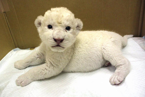 伊豆にホワイトライオンの赤ちゃんが初上陸! 名前も募集中