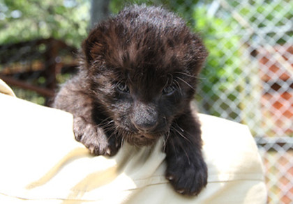 ヒョウの赤ちゃんが2頭誕生。順調に生育中! -静岡・富士サファリパーク