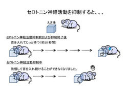 脳内のセロトニンの活動が抑制されると諦めやすくなる 