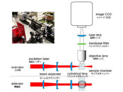 「光シート型ラマン顕微鏡」は蛍光標識不要の分子イメージング装置 