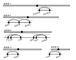 「全ゲノム重複」を経験した生物の遺伝子の消失パターンに偏り 