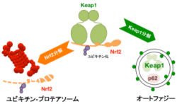 毒物センサ「Keap1」は細胞のオートファジー機構により分解 