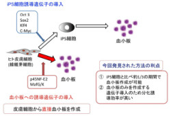 慶応大など、繊維芽細胞から血小板を直接作成する技術を開発 