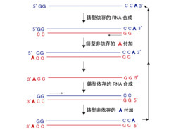 産総研、ウイルスの合成酵素がRNA末端にアデノシンを付加する仕組みを解明