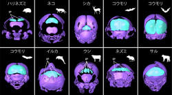 ほ乳類の「頭頂間骨」と「板骨」は失われていない 