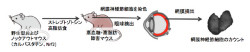 東北大、糖尿病網膜症の「網膜神経節細胞死」の進行を遅らせることに成功