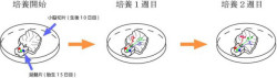 東大、小脳の「シナプス刈り込み」関連遺伝子を評価できる培養標本を開発