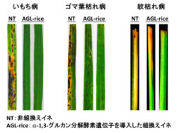 イネの3大病害菌は自然免疫をくぐり抜けるコーティングをまとう 