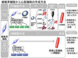 慶応大、心筋梗塞巣の心筋線維芽細胞を直接に心筋細胞に転換する技術を開発