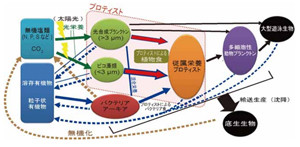 立命館など、水中の微生物がクロロフィルの光毒性を無くす仕組みを発見