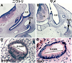 理研、鳥類の気圧検知器官「傍鼓膜器官」の進化的由来を解明