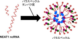 産総研、ncRNA「NEAT1」が細胞内構造体パラスペックルを構築する過程を解明