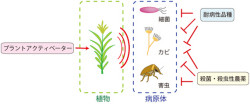 理研など、植物の免疫力を高める「プラントアクティベーター」を5個発見