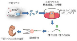 精子形成障害型の男性不妊の治療に光明 