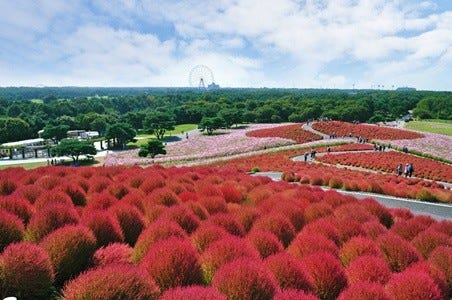 茨城県の色づく秋、「きて　みて　さわって　コキアカーニバル」開催中