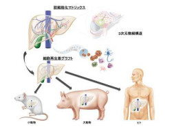 慶応大など、「脱細胞化」技術で体外で肝細胞機能の一部の維持に成功