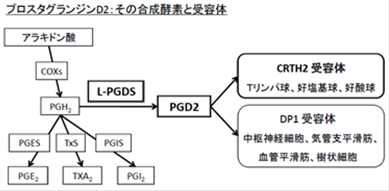 腎臓の線維化の進行抑制には「CRTH2受容体」の阻害が有効 