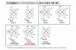 立命館大、幻の細菌型クロロフィル「バクテリオクロロフィルf」を遂に発見