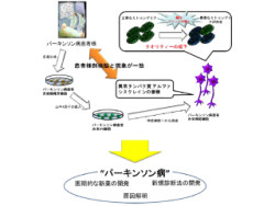 慶応大など、パーキンソン病患者由来iPS細胞で病態メカニズムの再現に成功