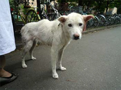 東日本大震災の被災地の犬は強いストレスを受けていた 