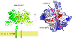 JSTと東大、トランスポゾンからゲノムを守るpiRNAの分子機構の一端を解明