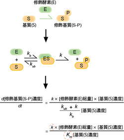 体内時計の乱れの治療に道 