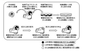 中外製薬、がん幹細胞の細胞株樹立に成功 