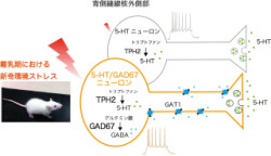 セロトニンとGABAを合成するニューロンが離乳期に特異的に存在 