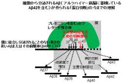 阪大など、従来のアルツハイマー病の治療戦略を逆転させる新たな事実を発見