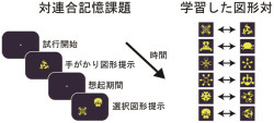 JSTと東大、記憶を思い出す時の信号の生成と伝播を担う神経回路を発見