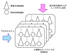 東大など、脳が記憶を意識的に想起する仕組みに関する新たな数理理論を発表