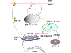 ハエの気管の長さと太さは異なるタンパク質輸送システムが制御 