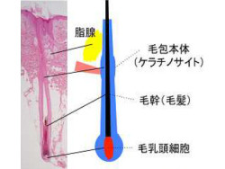 脱毛症などに朗報 