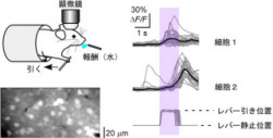 随意運動の際に活動する微小な神経ネットワークを発見 