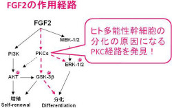 NIBIO、ヒトES/iPS細胞の培養を難しくしている原因のタンパク質を同定