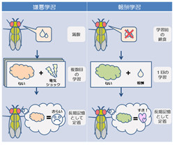 空腹状態が記憶力を向上させる 